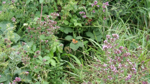 Ketton Quarry (C) LRWT