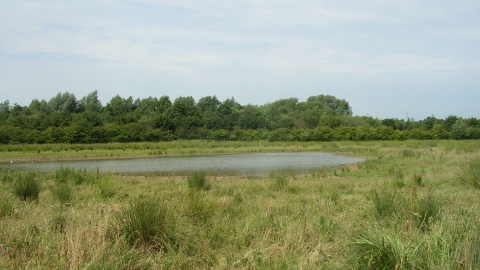 Mountsorrel Meadows (C) LRWT