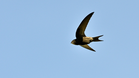 A swift in flight