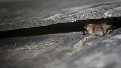 Bat