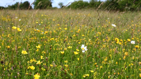 Merry's Meadow