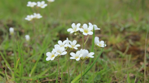 Meadow Saxifrage (c) Keiron Huston