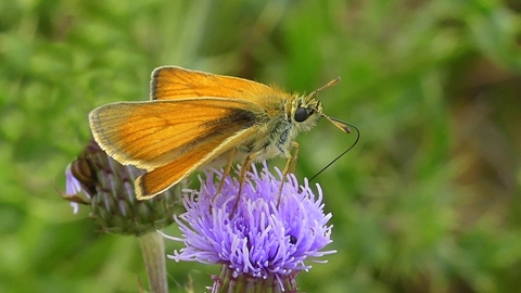 Small Skipper