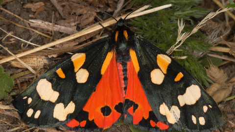 Scarlet tiger moth