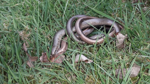 Slow worm pair mating