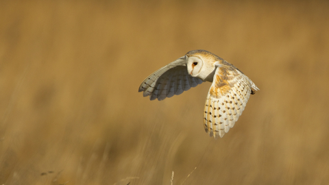 Barn Owl - Danny Green/2020VISION
