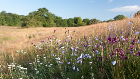 Lea Meadows