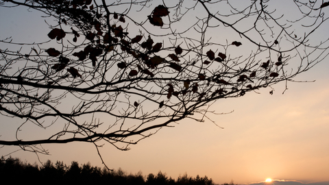 Beech tree
