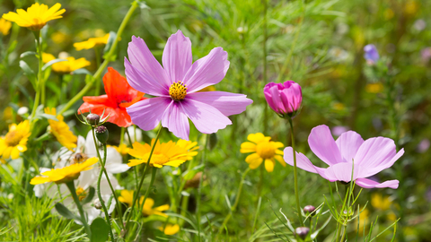Flowers