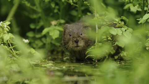 Water vole