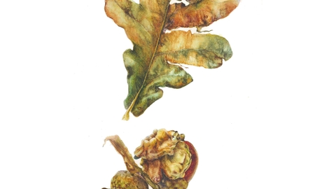 botanical art by Dawn Wright