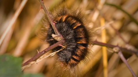 Fox moth caterpillar curled up