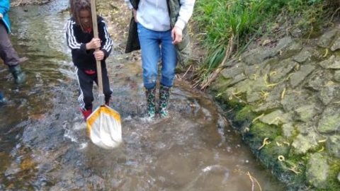 Stream Dipping