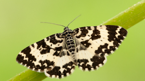 An argent & sable moth perched on a grass stem with its black and white wings spread