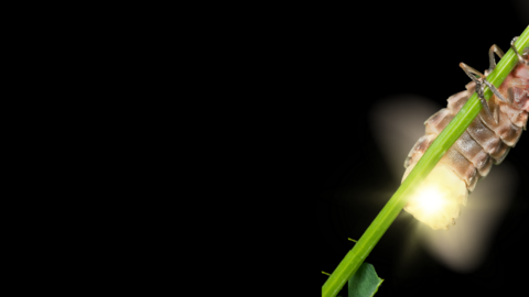 Glow worm