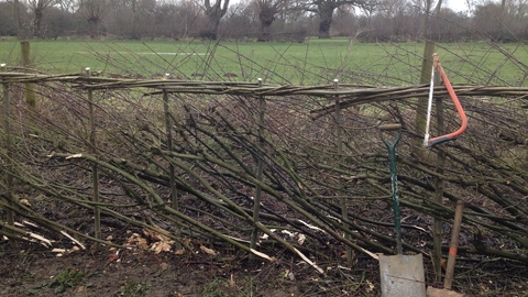 Hedgelaying