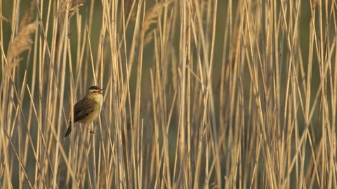 Sedge Warbler