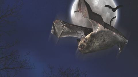 moonlight bat