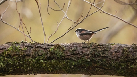 Long Tailed Tit - Lyndon Events