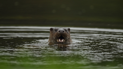 Otter - Lyndon Events