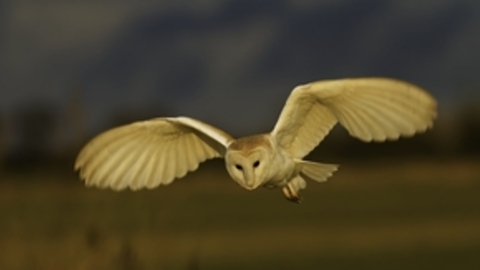 Barn owl - Russell Savory