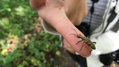 Black-spotted longhorn - Tom Hibbert