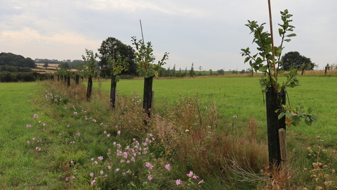 Halstead Hill Farm 