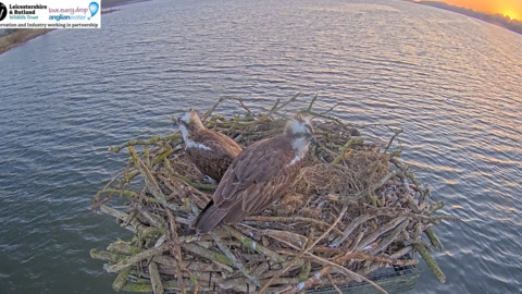 Osprey- Manton Bay 2025