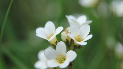 Meadow Saxifrage - Keiron Huston