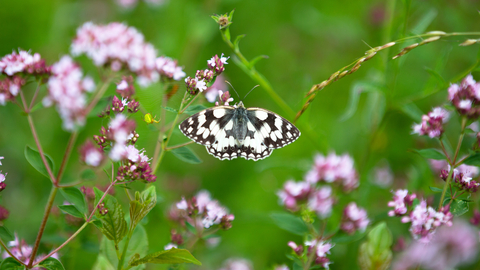 Butterfly in Meadow