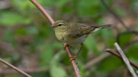 A willow warbler perched on a stem, looking into the distance