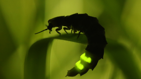 Glow Worm