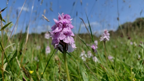 A pink orchid in bloom in a wildflower meadow, beneath a blue and mostly cloudless sky.