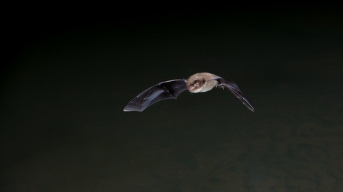 Daubentons Bat