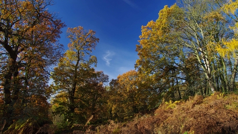 Autumn_Woodland_4_c_Gillian_Day