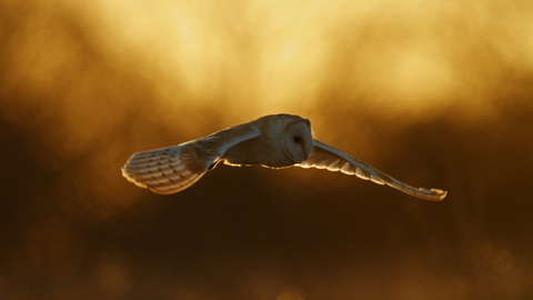 Barn Owl - Credit to Russell Savory