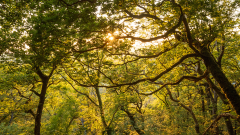 Coed Crafnant sunset landscape 4 - June 2023 - Ben Porter