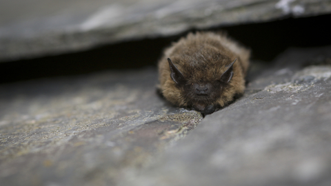 Common Pipistrelle - Credit Tom Marshall