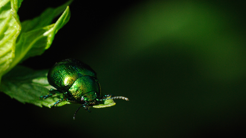 Mint beetle - Amy Lewis
