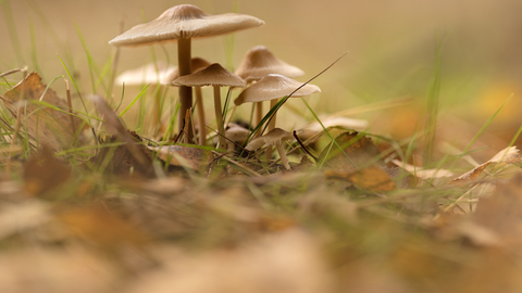 Mushroom04 - Credit to Jon Hawkins