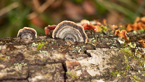 Turkeytail fungus closeup 3 - Coed Crafnant - Ben Porter