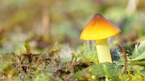 Waxcap credit to Vaughn Matthews