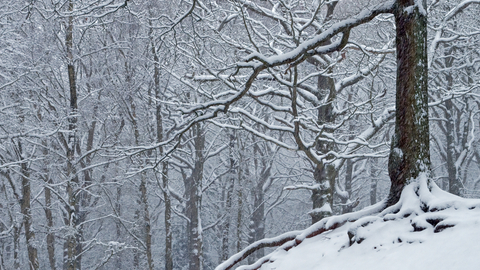 Winter_woodland_c_Don_Sutherland