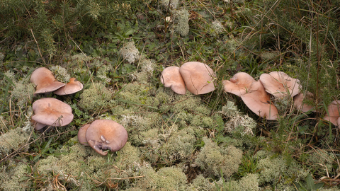 Wood Blewit - credit to Dr Malcolm Storey