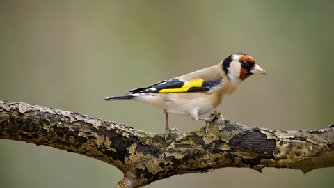 Neil Aldridge - Gold finch