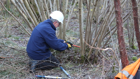 Cloud wood coppicing Credit to LRWT.jpg