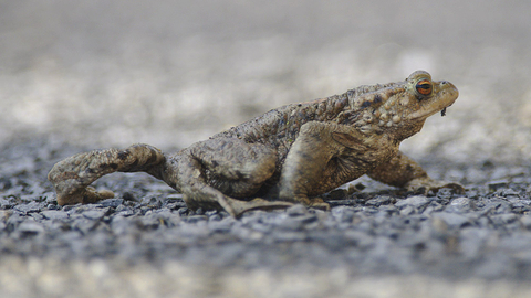 Common Toad- Jon Bridges
