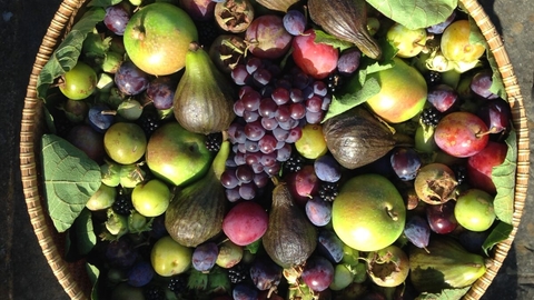 Bowl of Fruit - Credit Chris Stoate