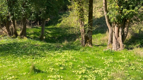 Cowslips on grassland, close to some trees
