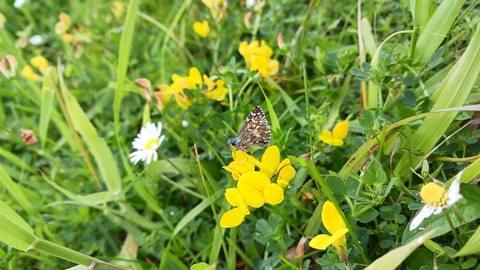 Grizzled Skipper butterfly on Bird's-foot Trefoil